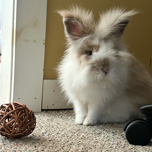 Meet your Posher, Yvonne - Picture 6 of 10